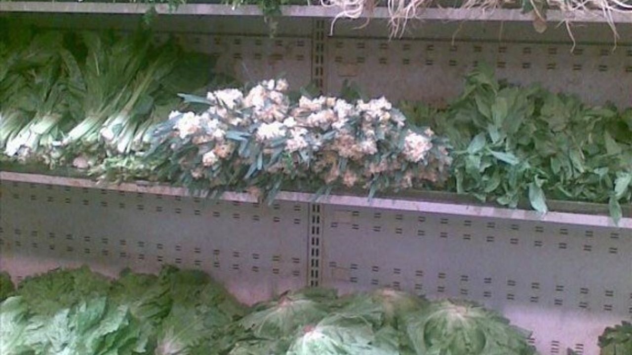 “Nergis toplamak yasak ama satmak yasak değil mi?”