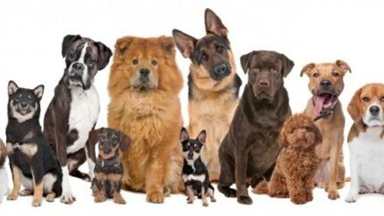 Tamamen Yanlış Anlıyor Olabileceğiniz 12 Köpek Davranışı