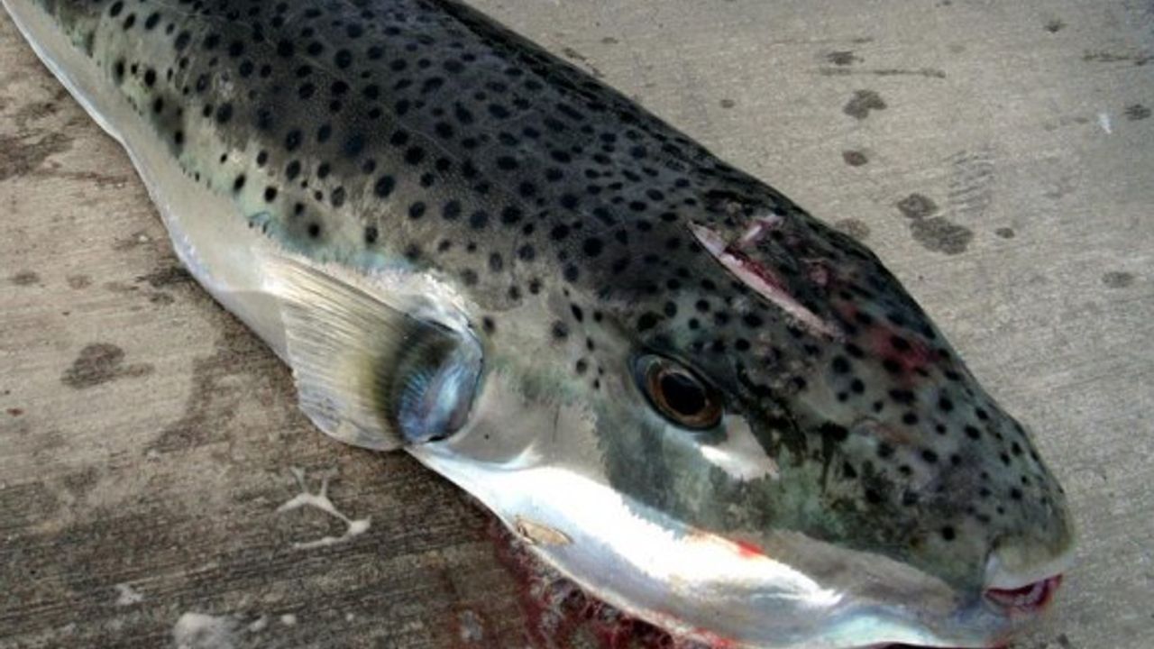 Balon balıkları ve insanlar aynı diş genine sahip