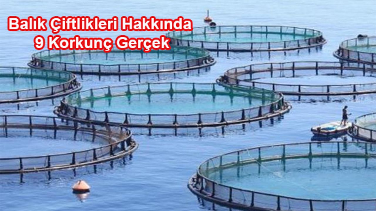 Balık Çiftlikleri Hakkında 9 Korkunç Gerçek