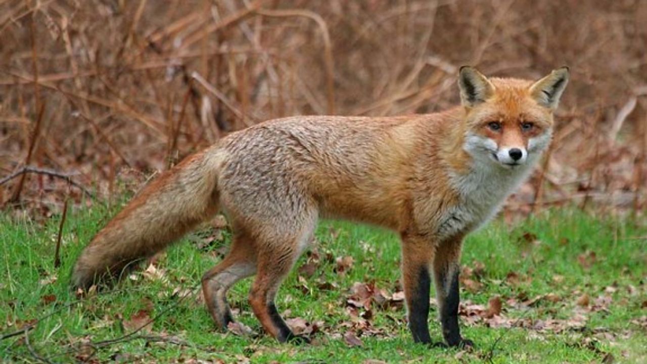 Tilki popülasyonu artışta - Halkın Sesi | Dünyayı Tarafsız Okuyun!