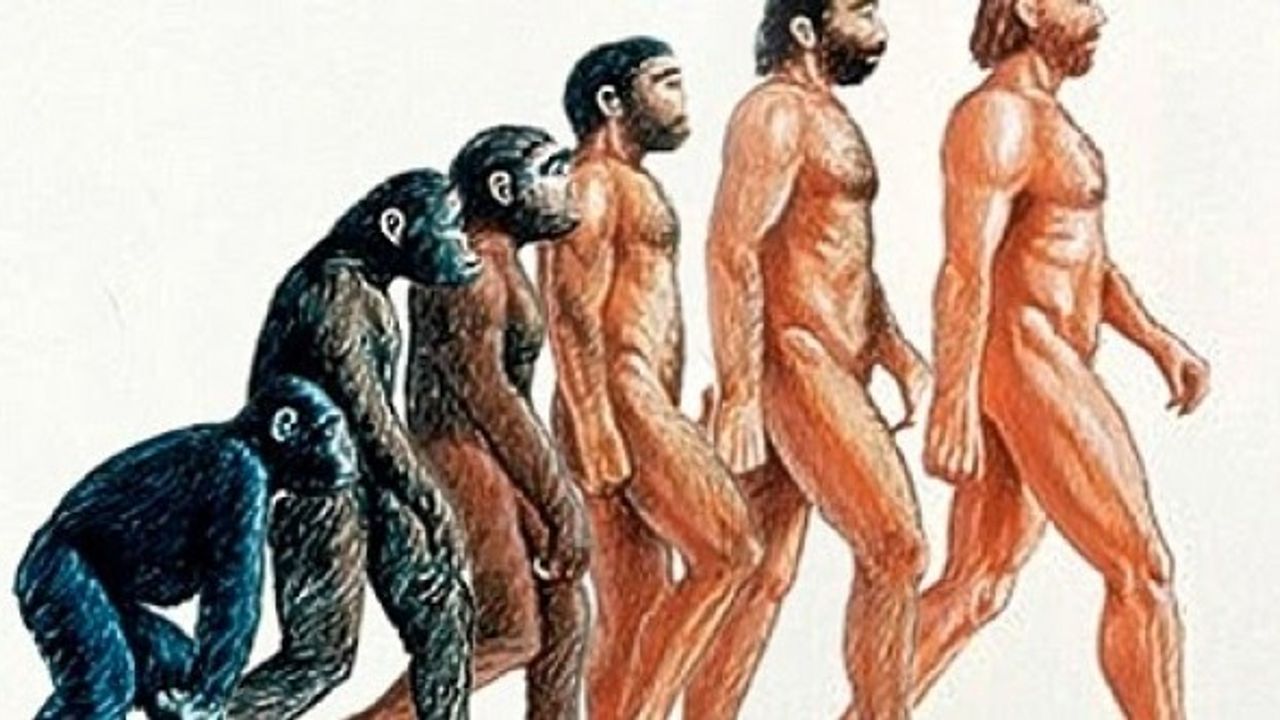 Evrimle Birlikte Körelmiş 16 Organ