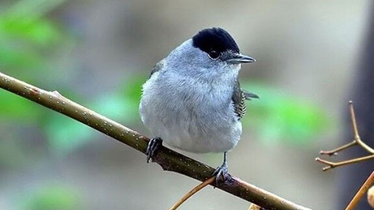 Pulyalar, Kuzey'den Güney'e geçiriliyor iddiası