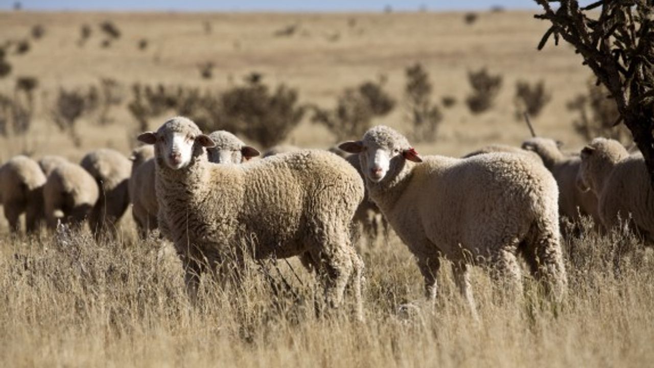 Küçükbaş hayvan üreticilerine “0” faizli kredi