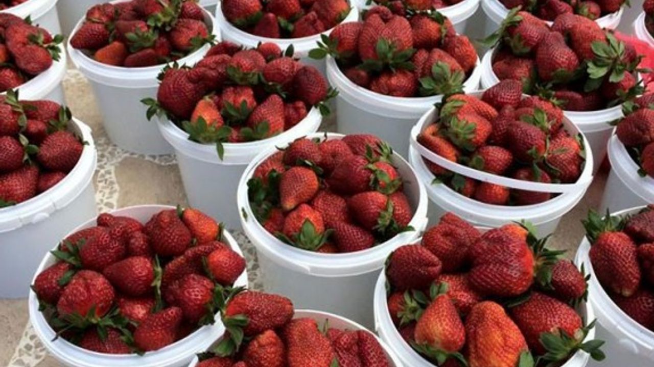 13. Geleneksel Çilek Festivali 28 Nisan’da başlıyor