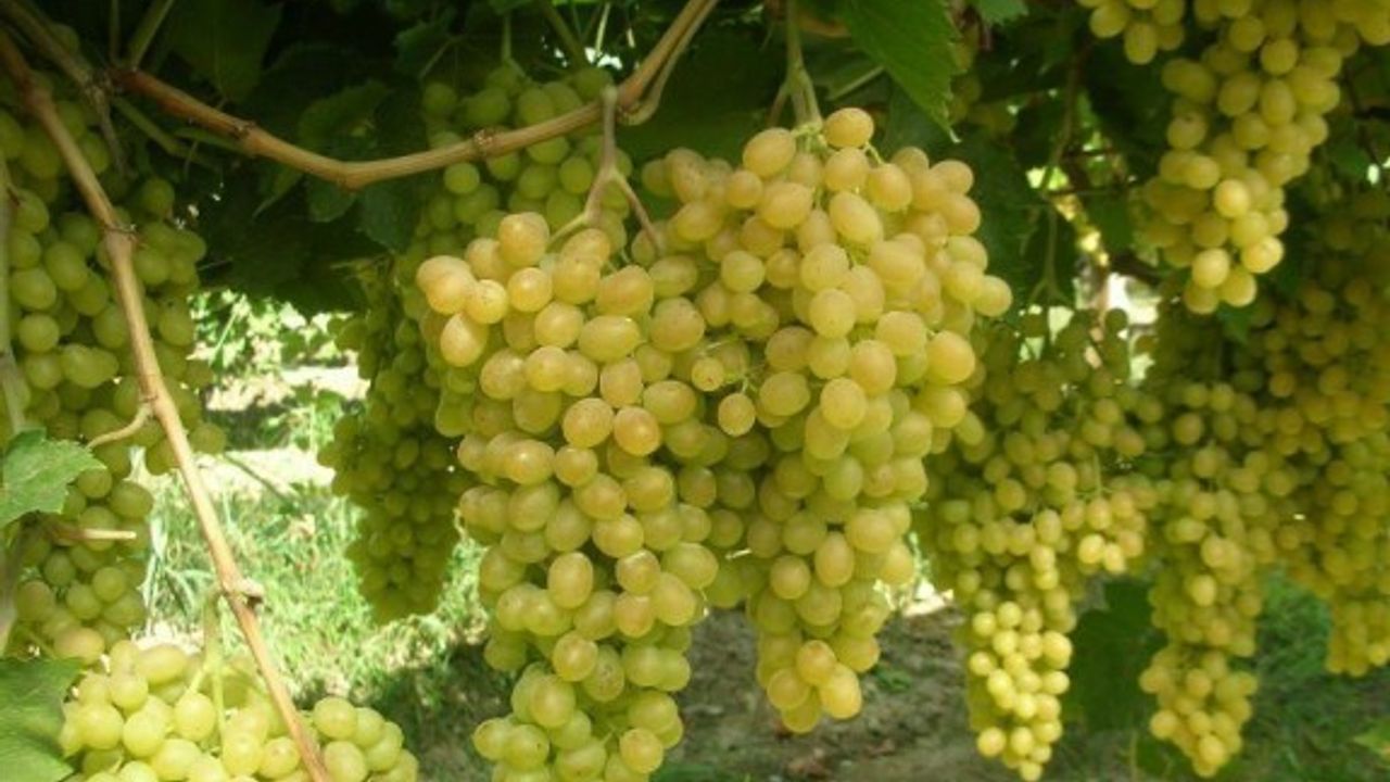 Üzüm ve kayısılarda limit üstü kalıntı