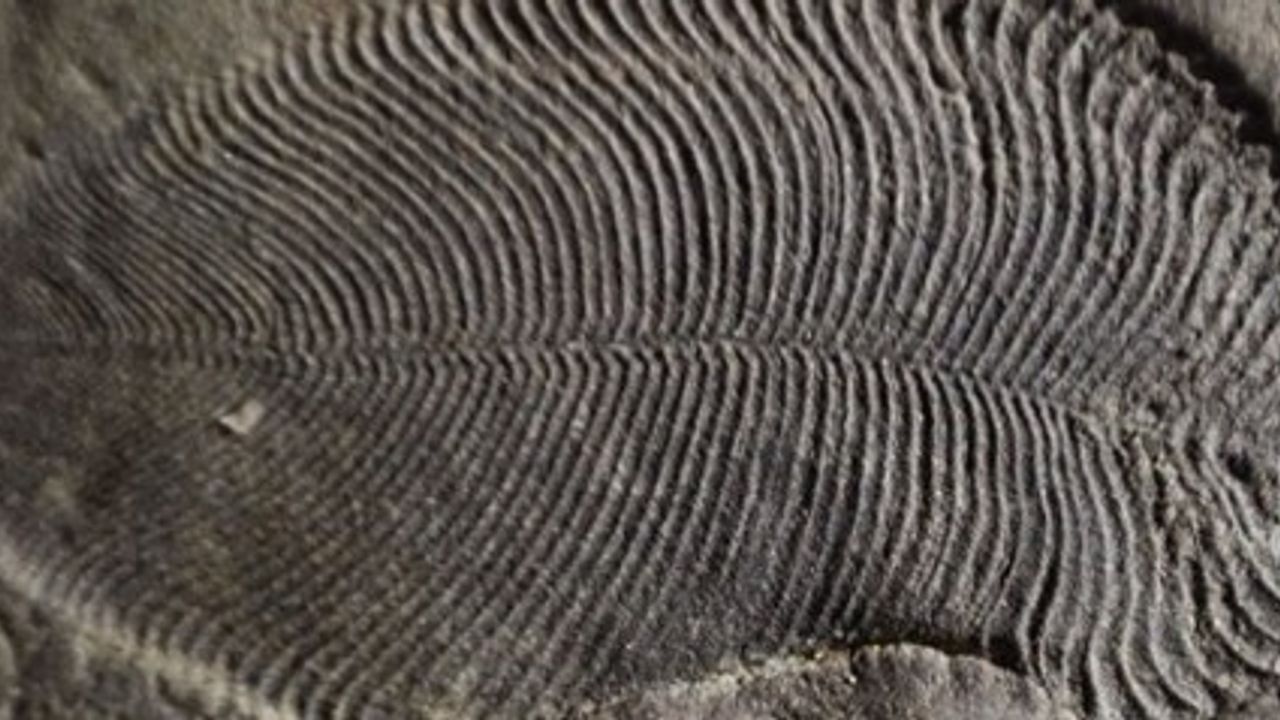 Bilinen en eski hayvan fosili bulundu