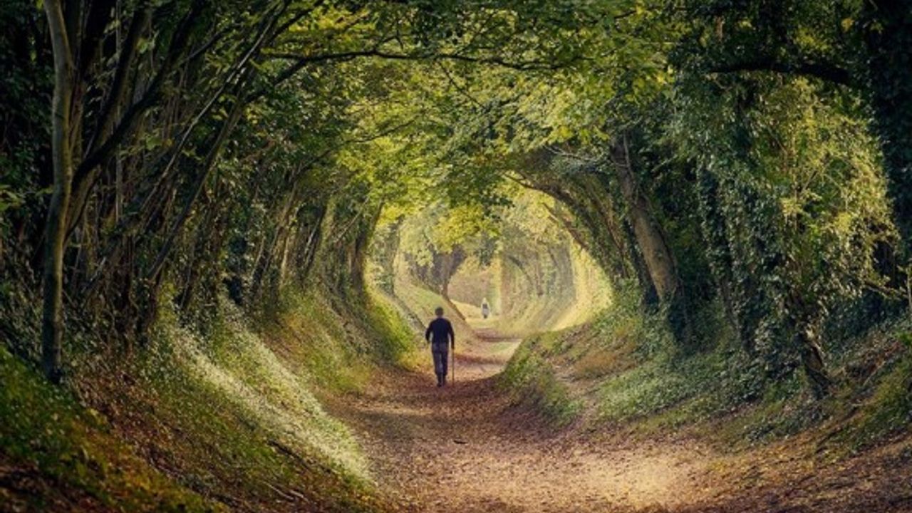 Mutlaka görmeniz gereken büyüleyici ağaç tüneller