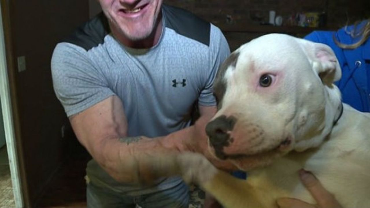 Canı Pahasına İnsanları Kurtaran 9 Kahraman Pitbull