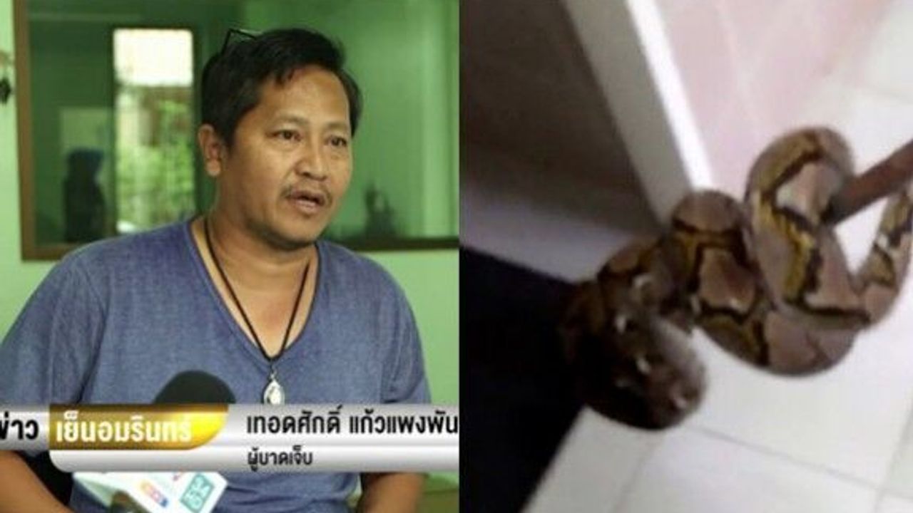 Yılan tuvalette cinsel organından ısırdı