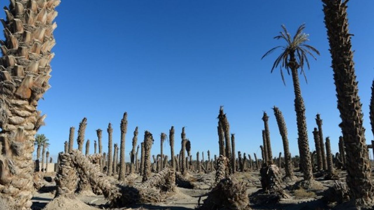 İran'da kuraklık hurma bahçelerini de vurdu