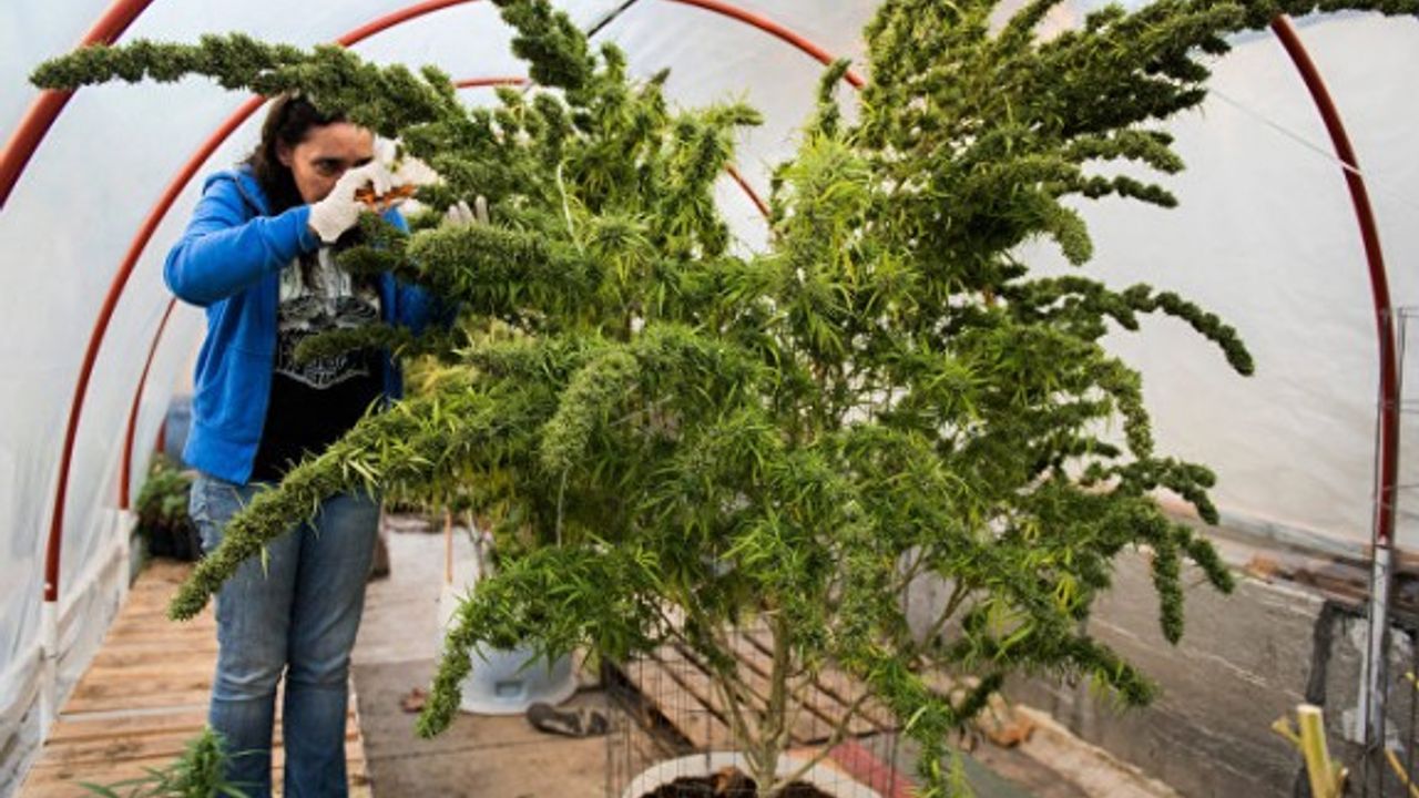 Yeni Zelanda, esrar kullanımının yasallaşması için referanduma gidiyor