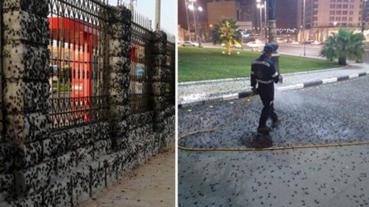 Medine'yi çekirgeler ve böcekler bastı