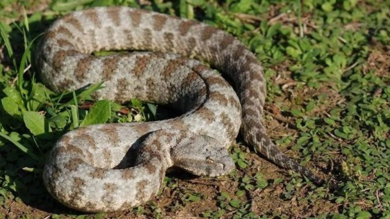 Doğa yürüyüşüne çıkacak olanlara yılan uyarısı