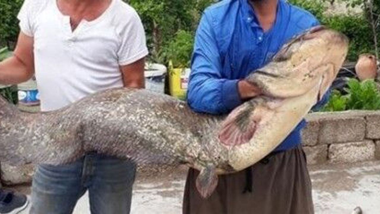 Kızılırmak'ta 2 metrelik yayın balığı yakalandı