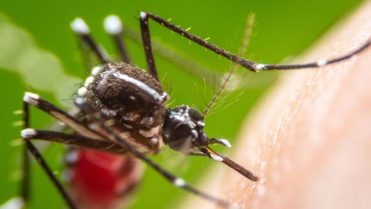 Sivrisinekler en çok hangi kan grubuna gidiyor?