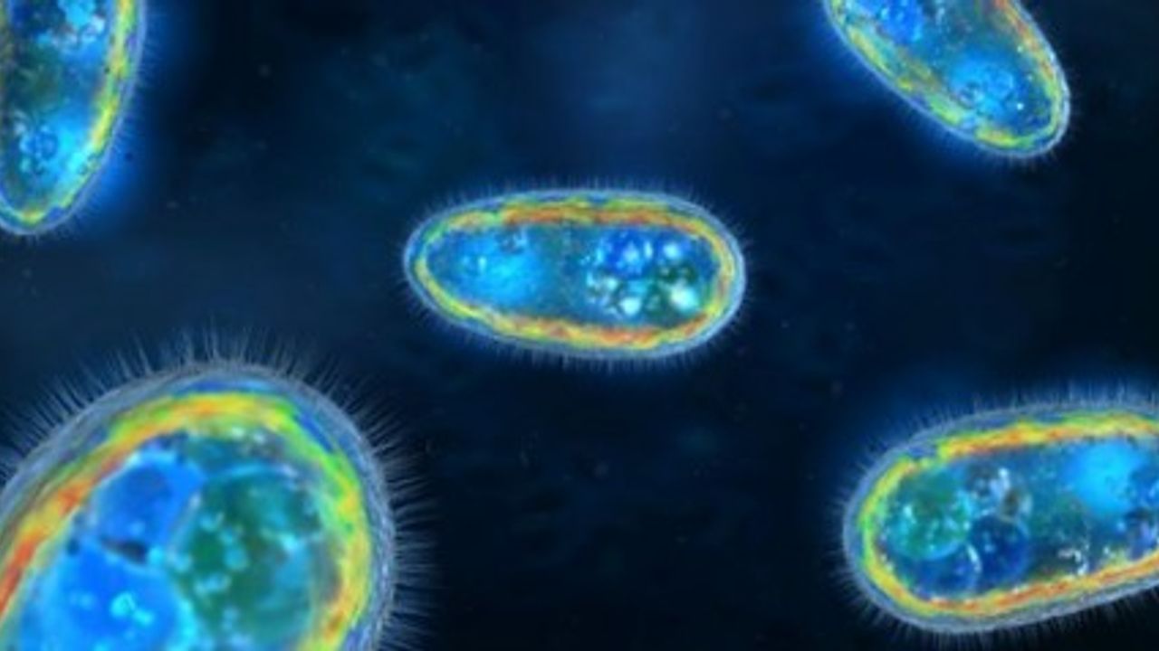 Su parkında burnuna giren 'beyin yiyen amip' öldürdü