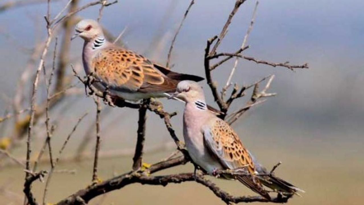 Üveyik ve fassa avı 18 Ağustos'ta başlayacak