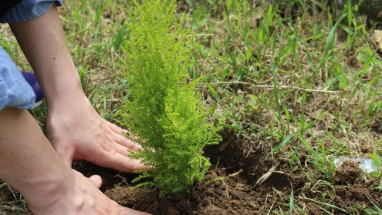 Güney'de '10 yılda 10 milyon ağaç' dikimi için kollar sıvandı