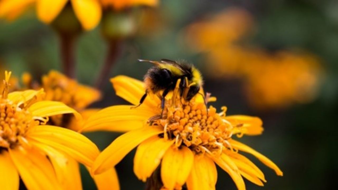 İngiltere’de İdam Cezasına Çarptırıldıktan Sonra Firar Eden Türk Arı