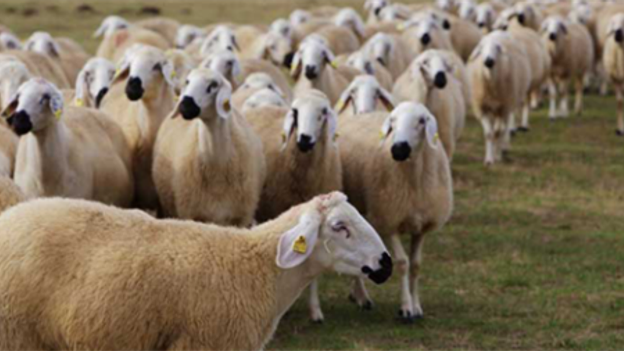 Küçükbaş hayvancıya bayram öncesi müjdeli haber