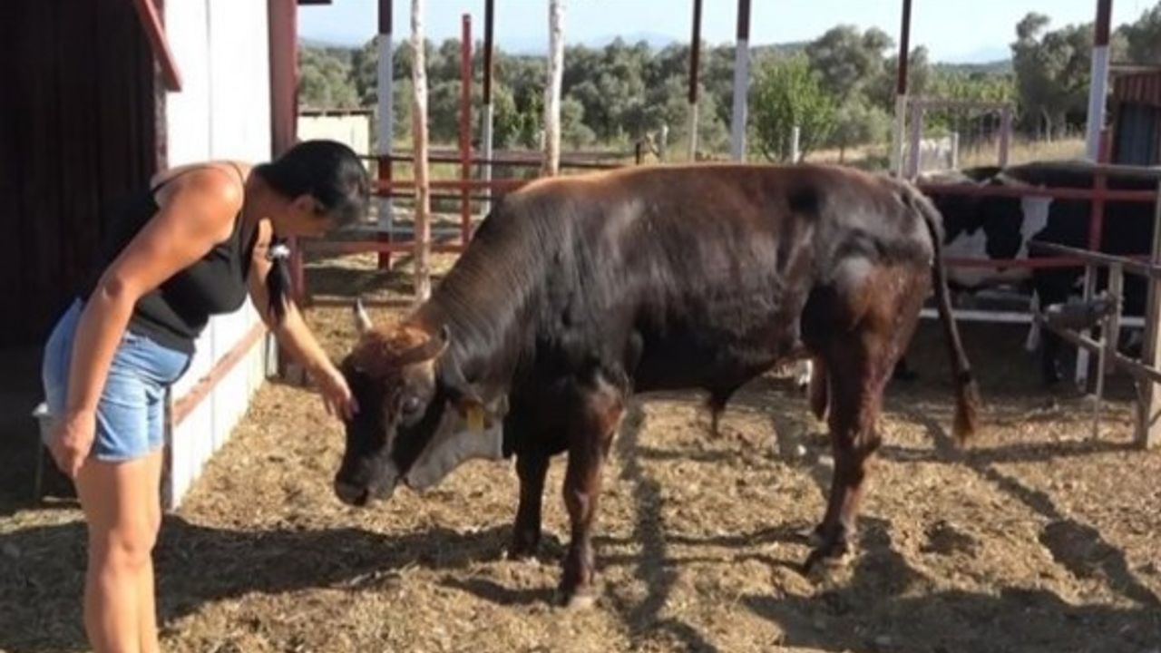 Kurban pazarından kaçarak 3 gün yüzen boğanın ilginç hikayesi