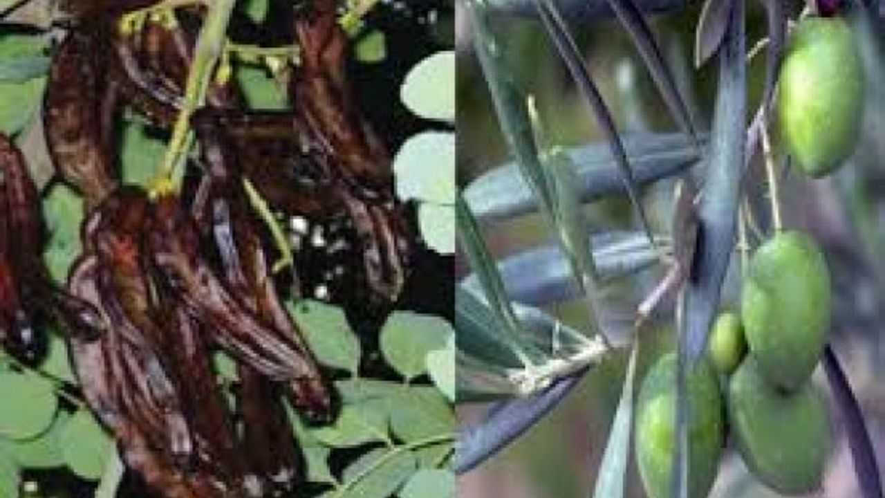 Lefke'de zeytin ve harnup hasadına başlanıyor