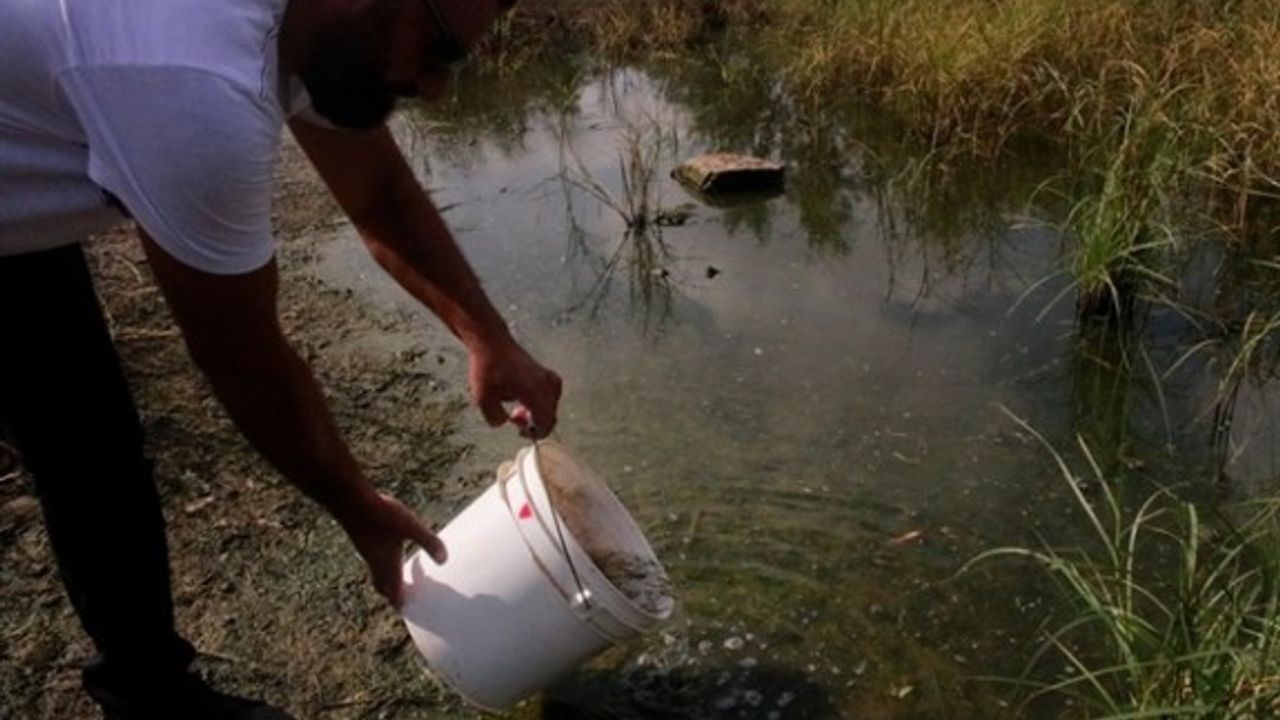 Mağusa Belediyesi Çanakkale Göleti’ne sivrisinek yiyen balıklar bıraktı
