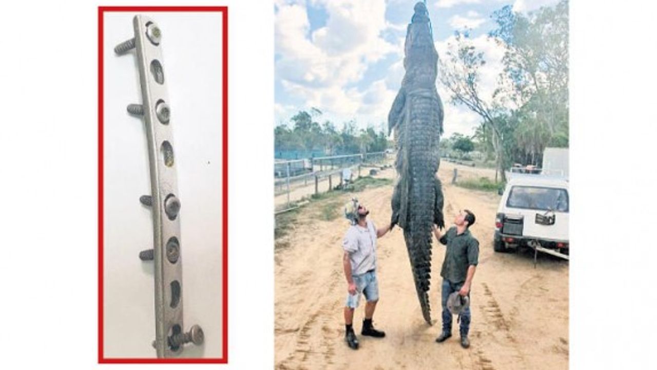 Timsah midesinden 8 vidalı plaka çıktı