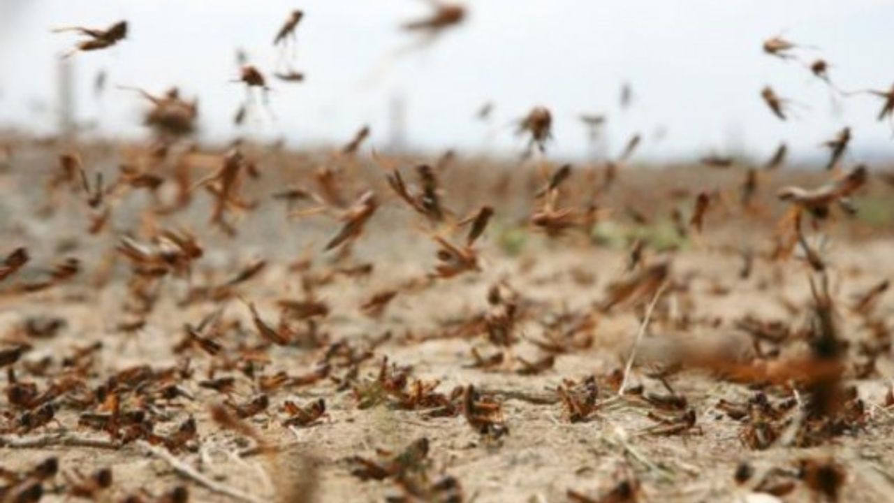 Üretici çekirgelerden el aman çekiyor