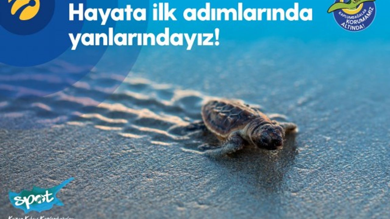 Yavru kaplumbağalar hayata ilk adımlarını atacak