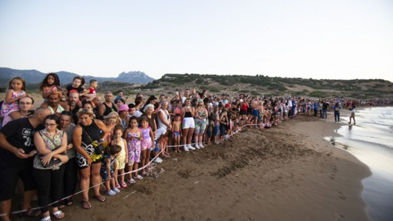 Yavru kaplumbağaların ilk adımlarını yüzlerce kişi izledi