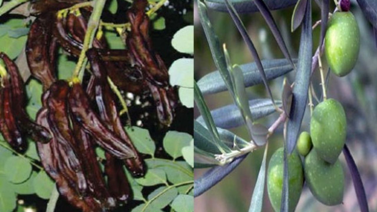 Zeytin ve harnup hasadı başlama tarihleri belirlendi