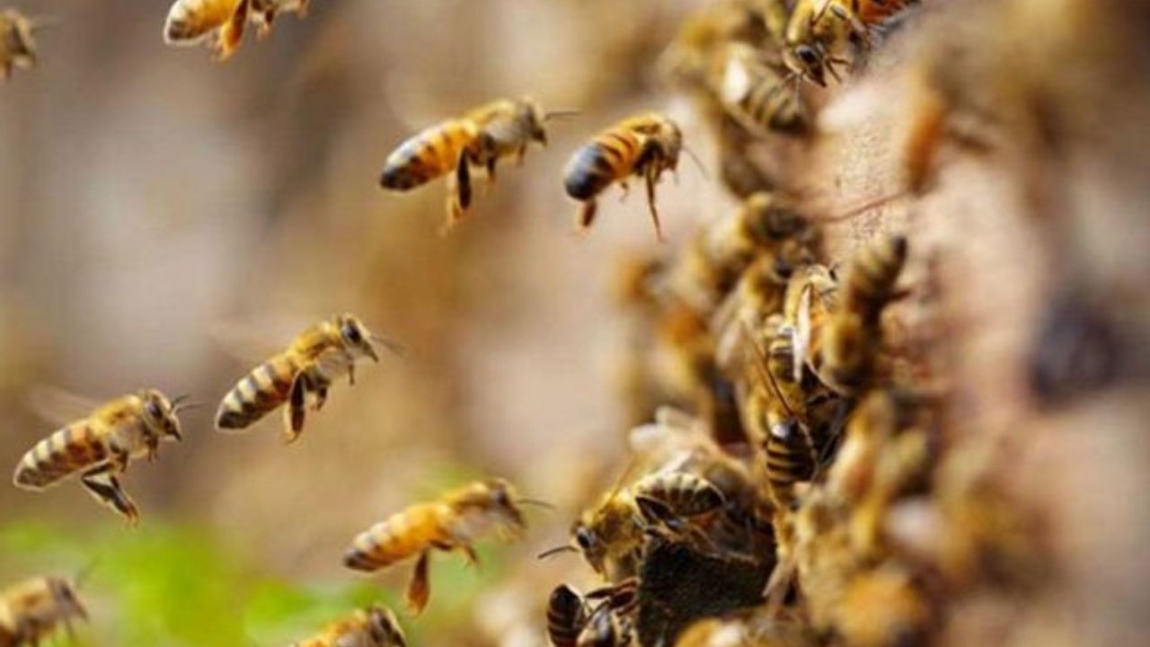 Arıların saldırdığı 19 işçi hastaneye kaldırıldı