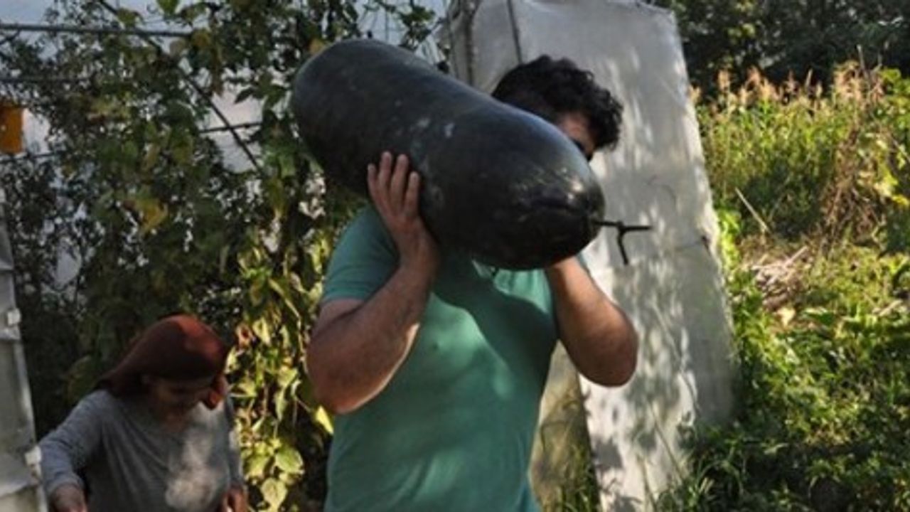 Bahçesine ektiği hıyarlar 1 metreyi geçince paniğe kapıldı