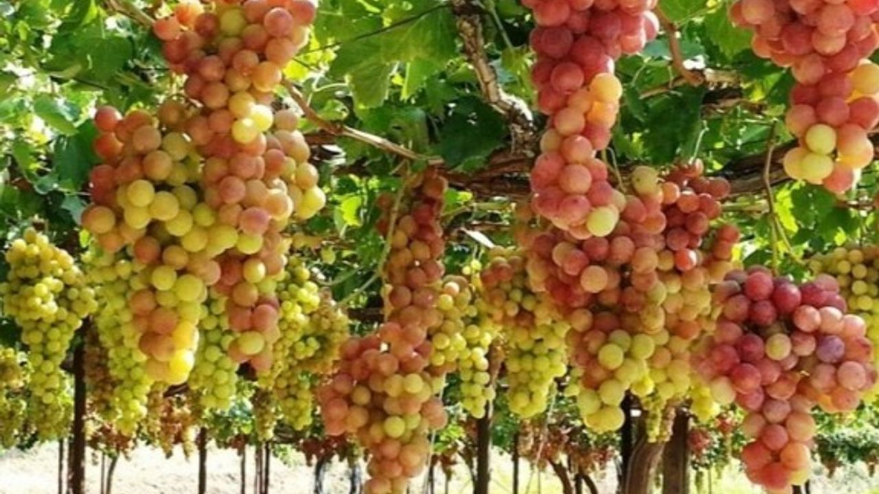 İthal ürünler temiz, verigo üzümde kalıntı