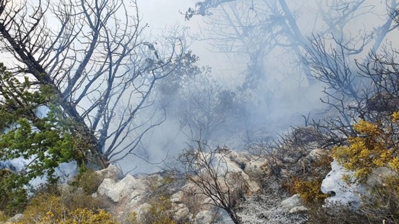Kantara bölgesindeki yangın kontrol altına alındı