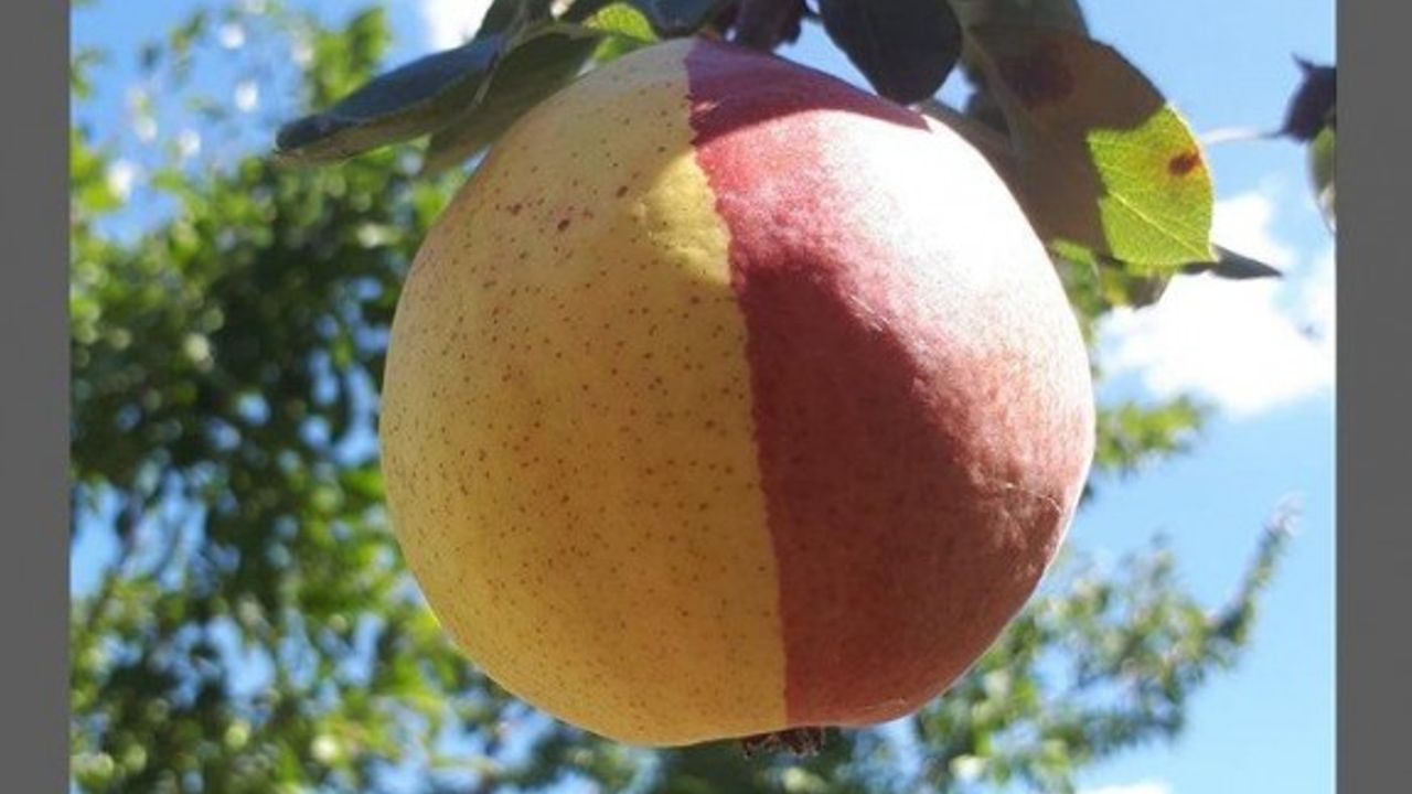 Sarı kırmızı armudu görenler şaştı kaldı