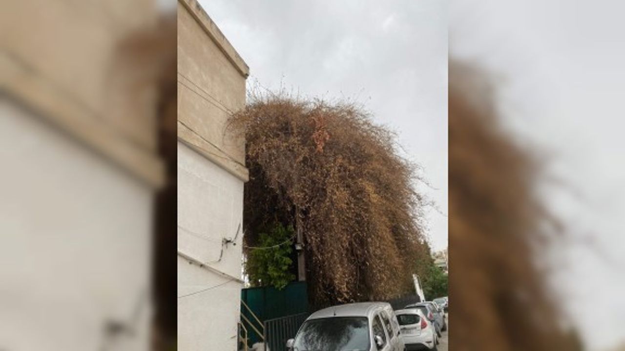 Kuruyan ağaç, büyük tehlikeyi gözler önüne serdi