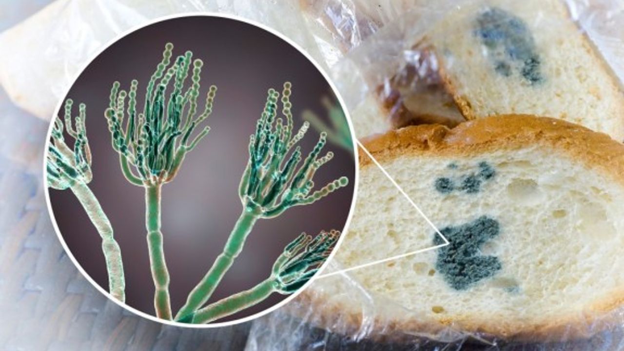 Ekmeğin küflü kısmını kesip gerisini yemek doğru mu?