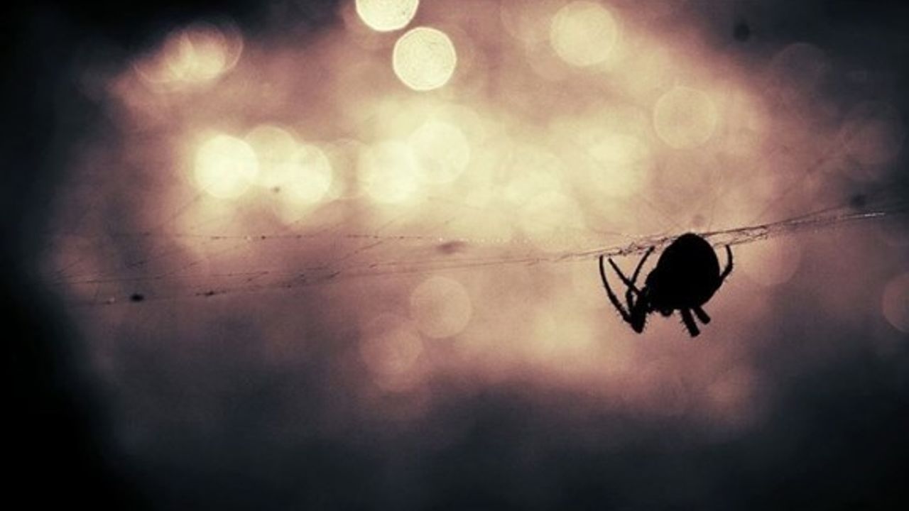 Avustralya'da yeni tehlike: Zehirli örümcek