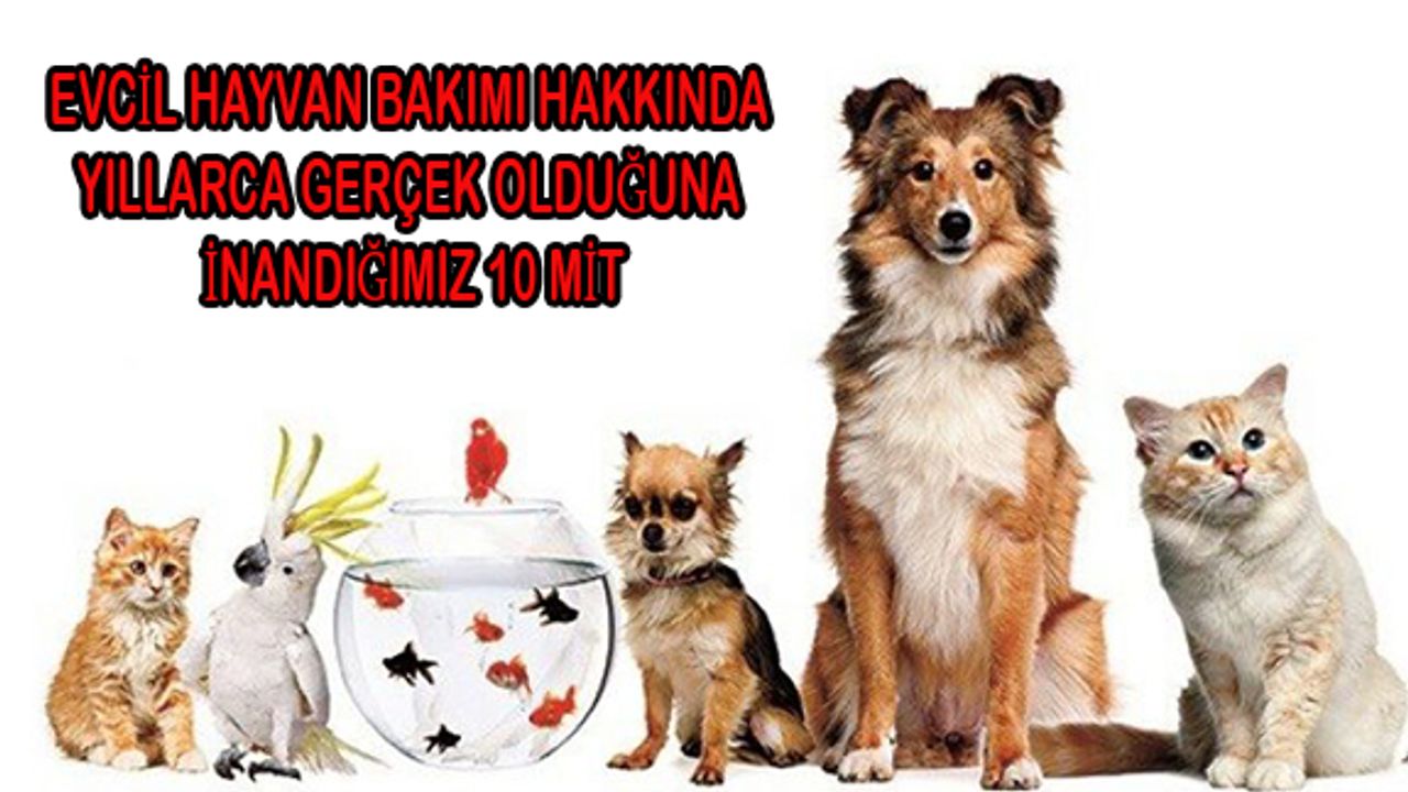 Evcil Hayvan Bakımı Hakkında 10 Mit