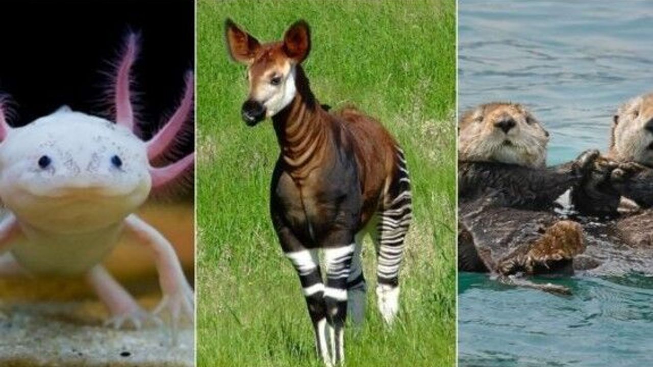 Hayvanlarla İlgili Muhtemelen Bilmediğiniz 16 Şaşırtıcı Bilgi