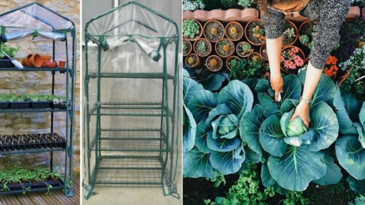 Balkonda Sera ve Bahçe İşlerine Yeni Başlayanlara 8 Öneri