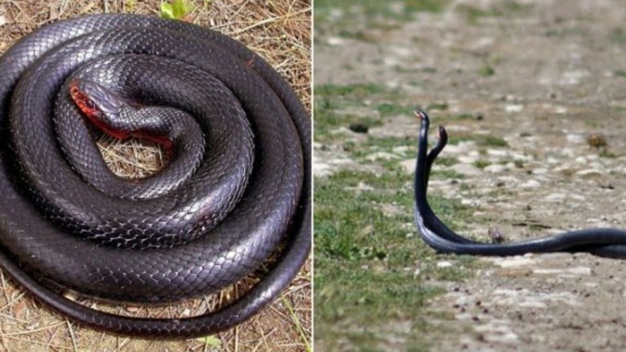 Ekolojik denge koruyucusu kara yılanlar