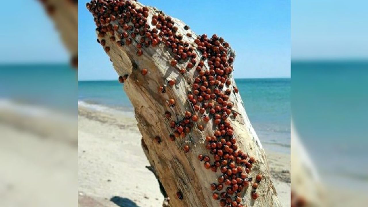 Saros Körfezi'nde uğur böceği istilası