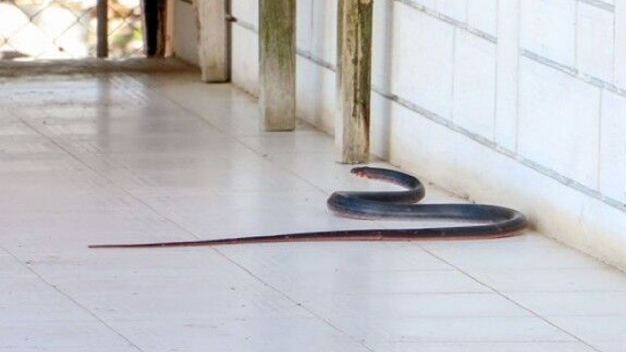 Zehirli yılanlar gece çıkıyor, sahillerde ayakkabıyla dolaşın