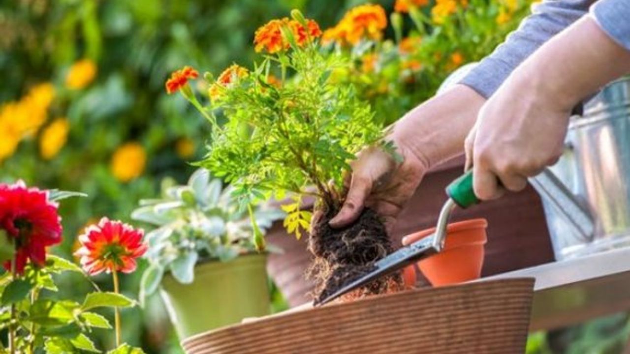 Sonbaharı reklendiren 10 favori çiçek