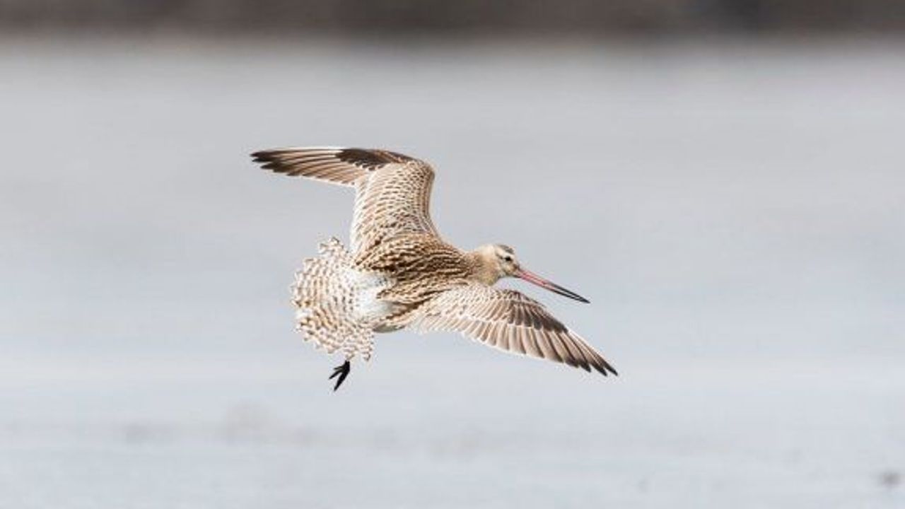 11 gün boyunca aralıksız olarak 12 bin kilometre uçan kuş dünya rekoru kırdı