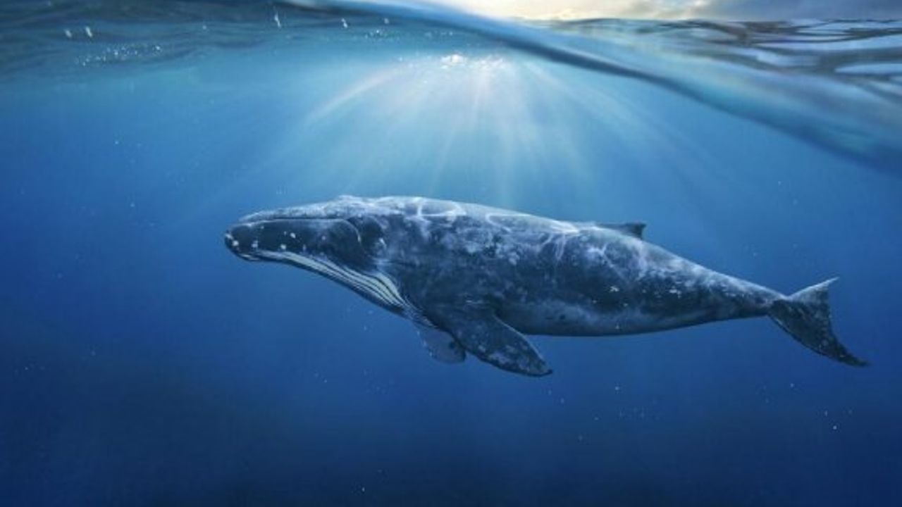 Dünyanın En Büyük Hayvanı Olan Mavi Balina Hakkında Her Şey